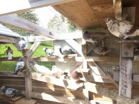 PIGEON FLOCK FOR SALE $1600 30+ birds Pickering