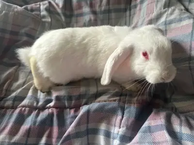 REW Holland Lop/New Zealand, View more