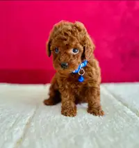 Caniche toy chiot ROUGE / red toy poodle puppy