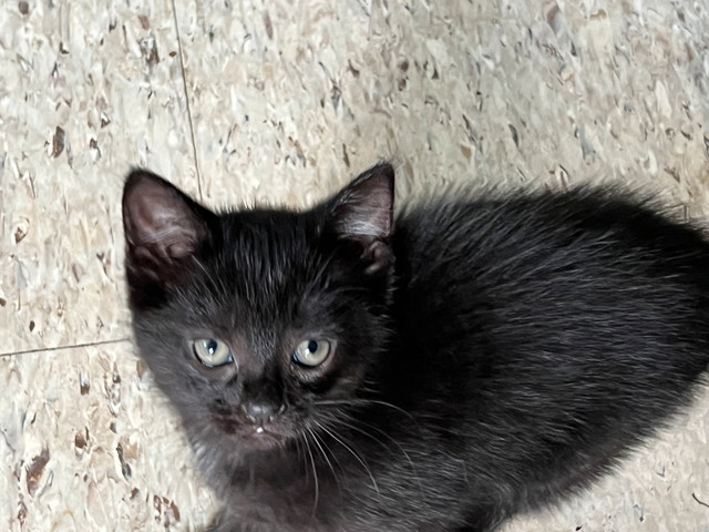 7week old female kitten Black with some white wants a good home in Cats & Kittens for Rehoming in City of Toronto - Image 3