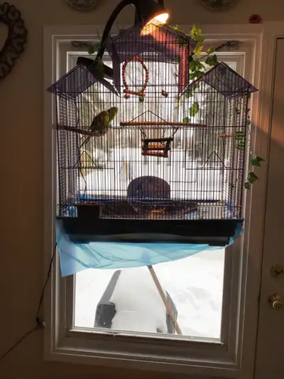 2 Parakeet’s. Male and Female. Comes with cage and accessories, View more