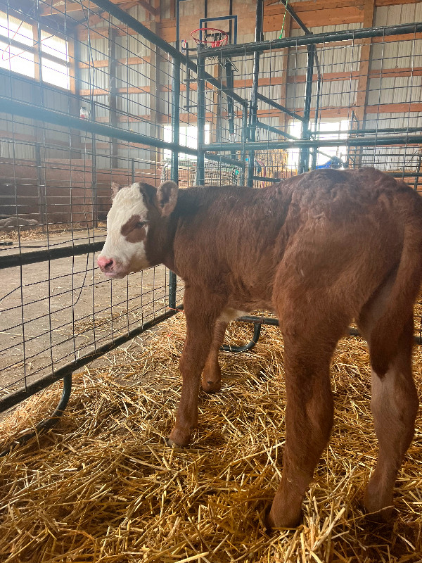 Beef calves for sale Livestock Lethbridge Kijiji