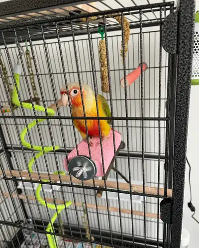 Parrot sitting/boarding | One Household at a Time, View more
