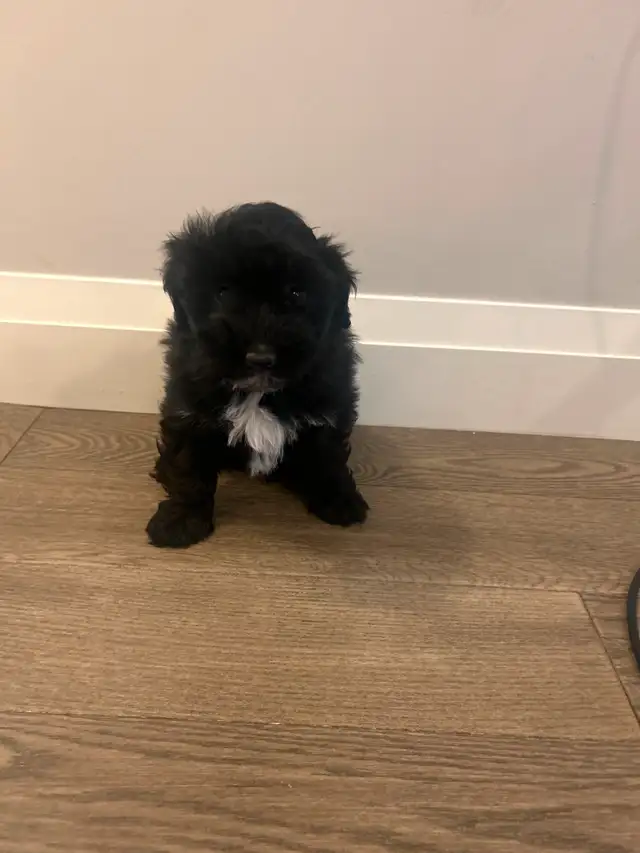 Puppies looking for their furever home! in Dogs & Puppies for Rehoming in Oakville / Halton Region - Image 9