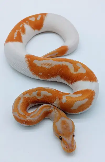 Python royal, View more