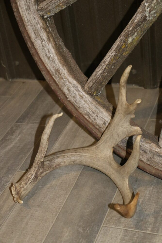 Deer shed antler collection in Arts & Collectibles in Vernon - Image 4