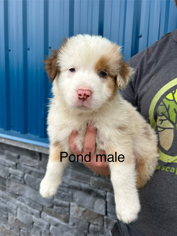 CKC Registered Aussie Puppies READY TO GO MAY 16! in Dogs & Puppies for Rehoming in Pembroke