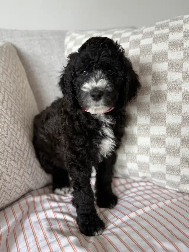 Labradoodle Pups- Raised in Our Home, Ready to go!! in Dogs & Puppies for Rehoming in City of Toronto - Image 8