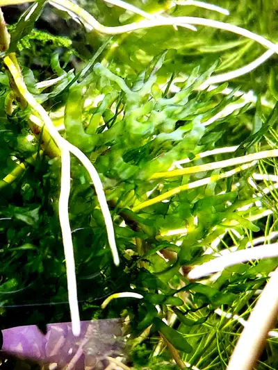 Pellia Moss - Plante aquarium, View more