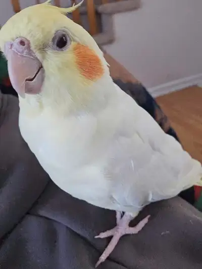 Female Cockatiel for sale, View more