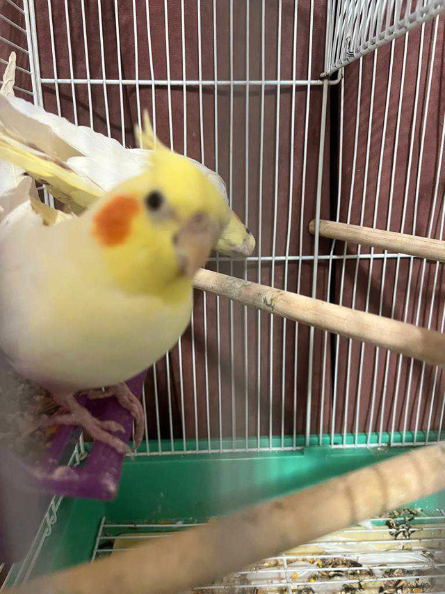 2 cockatiel birds in Birds for Rehoming in London