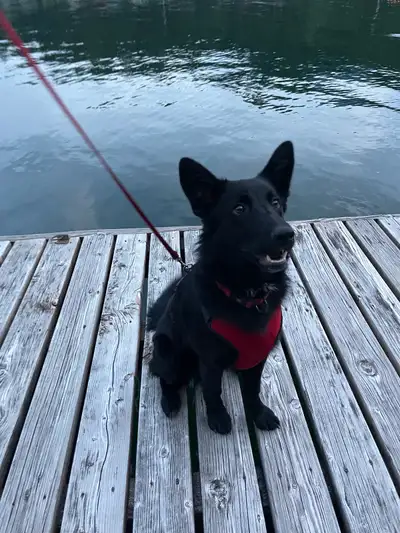 Dutch Shepherd X 3 year old Male, View more