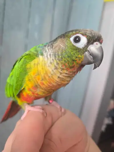 conure yellow side toute équipé, View more