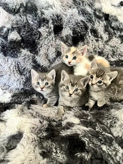 Munchkin Kittens, View more