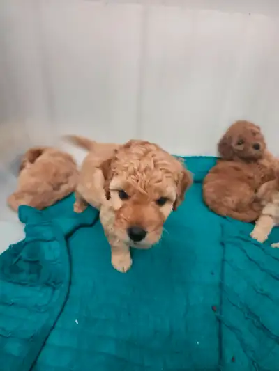 Puppies medium goldendoodle puppies, View more