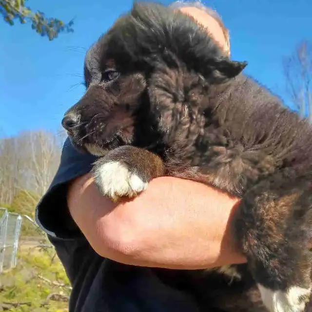 Large breed puppies NEW PRICE in Dogs & Puppies for Rehoming in Norfolk County - Image 4