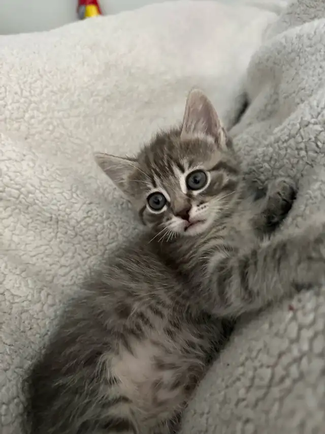 4 Kittens