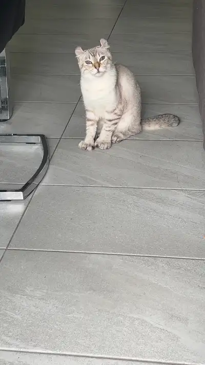 Je suis malheureusement vraiment alergique à ma chatonne hingland lynx de 7 mois je ne peut vraiment...
