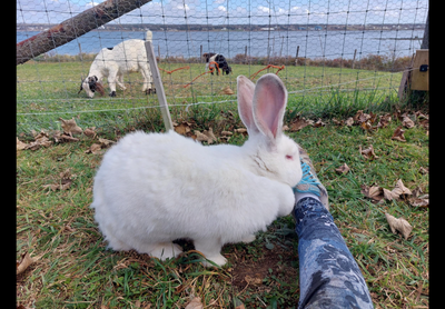 Super Giant Rabbits for sale, View more