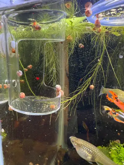 Ramshorn snails.  , View more