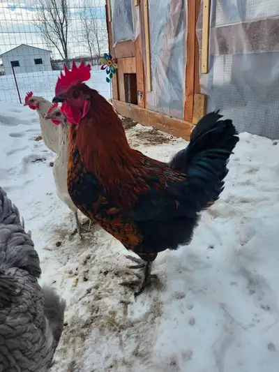 Roosters Available!, View more