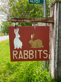 Meat Rabbits as well as Pet Rabbits available year round