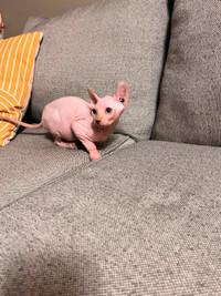 Boutique Sphinx Hairless Cat Cubs for Sale