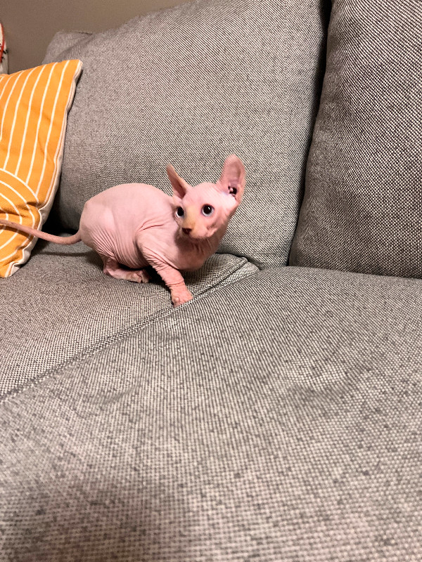 Boutique Sphinx Hairless Cat Cubs for Sale in Cats & Kittens for Rehoming in Hamilton
