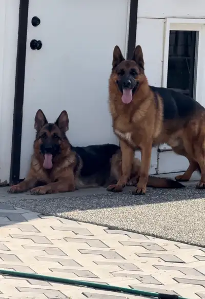  German Shepherd show quality , View more