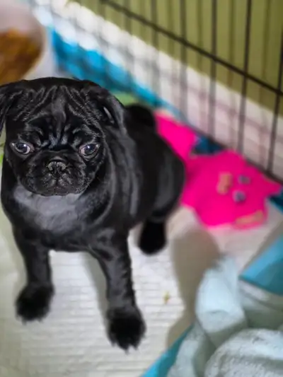 Purebred Pug puppies for sale, View more