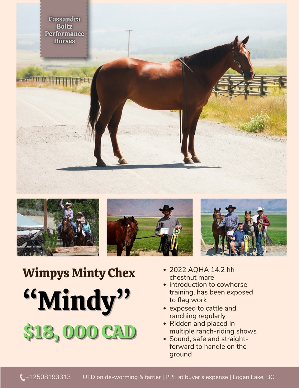 All Around QH Mare | Horses & Ponies for Rehoming | Kamloops | Free ...
