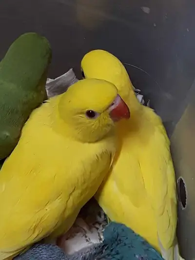 Indian ringneck babies oshawa gta birds eye view on google map, View more