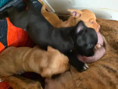 Puppies for sale!, View more