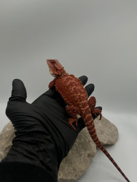 NEW BEARDED DRAGONS AVAILABLE NOW!!