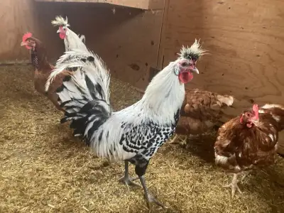 Appenzeller Roosters!!, View more
