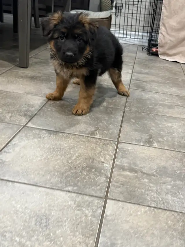 Longhaired German Shepherd Female - Ready to Go! in Dogs & Puppies for Rehoming in Brantford - Image 10