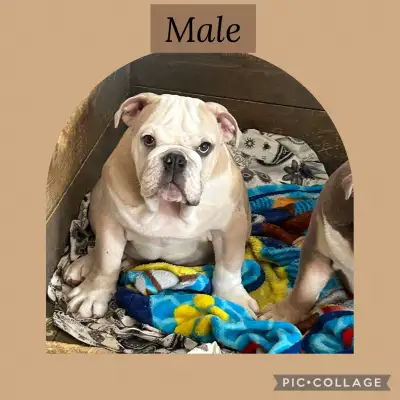 English Bulldog puppies available. All puppies have been vet checked, they come with age appropriate...