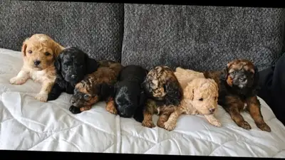 SHIHPOO PUPPIES, View more
