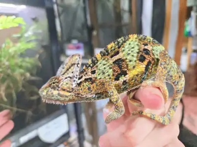 Veiled Chameleons for sale , View more