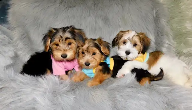 Chiots morkie in Dogs & Puppies for Rehoming in City of Montréal - Image 10