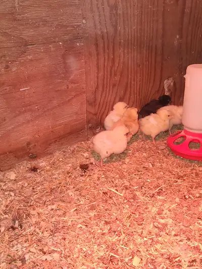 Day old chicks, View more