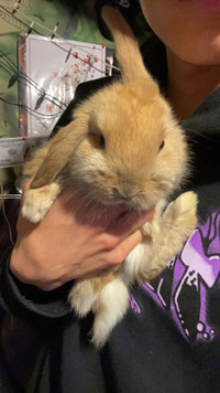 adult holland lop bunny for rehoming