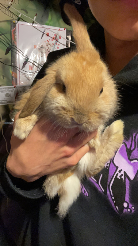 adult holland lop bunny for rehoming in Small Animals for Rehoming in Regina