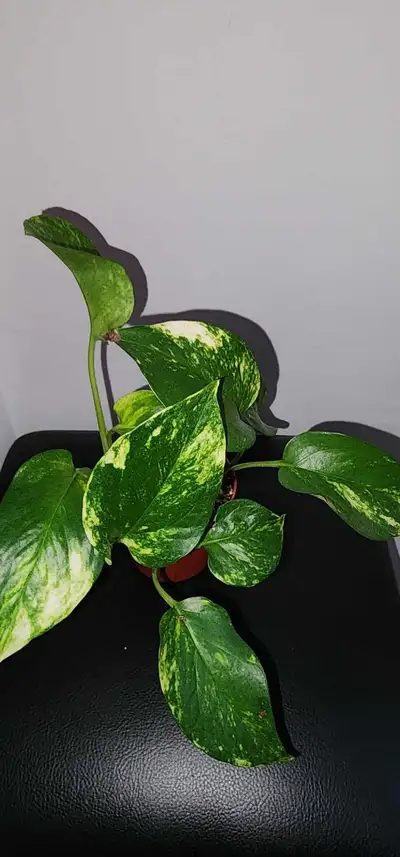 Golden Pothos Houseplant, View more