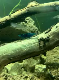 Blue shrimp 