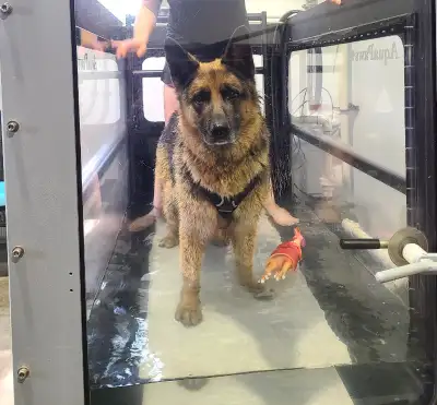 Helping dogs live happy, healthy, more comfortable lives! Top Dog: Canine Conditioning & Rehabilitat...