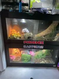 Bearded dragon pair up for discussion 