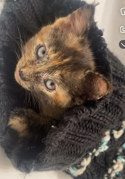 FEMALE KITTEN $50, View more