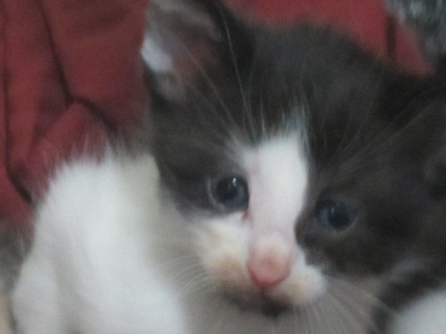 Manx/Norwegian Kittens for Sale in Cats & Kittens for Rehoming in Kamloops - Image 3