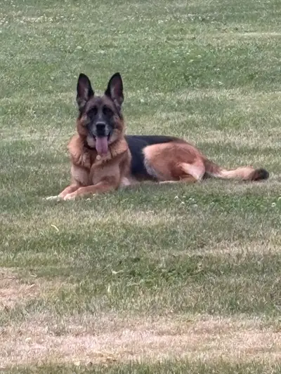 German Shepherd Adult Female, View more